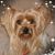 Melinda Sue Diefenderfer's profile image