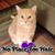 Tiffany Taylor's profile image