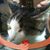 Joann Accetta's profile image