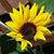 Michelle DeLay Hiscox's profile image