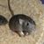 Alicia Beaudet's profile image