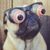 Mikembe Dutombo's profile image