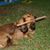 Cheryl Shaver's profile image