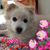 Daniela Del Puppo's profile image