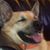 Jorge Arbusto's profile image