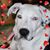 Cheryl Payne's profile image