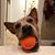 Robin Herman's profile image