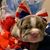 Carol AuCoin Copeland's profile image