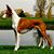 Rose Bednarski's profile image