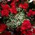 Robin Futrell Leslie's profile image