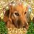 Sandy Keyse Hensel's profile image