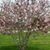 Carolyn Lile-Perkins's profile image