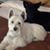 Dana Ivie Maddox's profile image