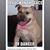 Jo Lene Dawn Sonesen's profile image