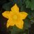 Anika Rose Risener's profile image