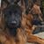Roseann Trapanese-Parascand's profile image