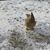 Dona Fritzel's profile image