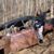 Theresa Pickett's profile image