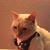 Nick Ledesma's profile image