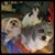 Nina Ariail Dodson's profile image