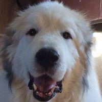 Sue C.'s profile image