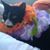 Elle Golightly's profile image