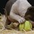 PitbullFarm DirectLine Dax's profile image