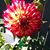 Sandy Hansen's profile image