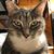 Sharon Rodeffer's profile image