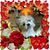 Dianne Algoe's profile image