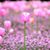 Alice Yoder- Rickey's profile image