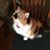 Traci Todd's profile image
