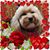 Debbie King Volk's profile image