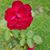 Rose Shores's profile image