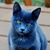 Kathy Hoover's profile image