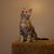 Lori Lysiak's profile image