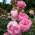 Myrna Emanuel's profile image
