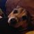 Stephanie Flyge Verdetto's profile image