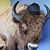 Julie Shimko's profile image