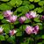 Nancy Parisi's profile image