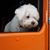 Tina Hussung-Brandalise's profile image