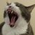 Daniel Miller's profile image