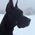Diane Longmuir Corricelli Drake's profile image