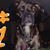 Skully Meadows's profile image