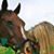 Sherri Steele's profile image