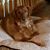 Karen Wiggett's profile image