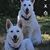 Dianne Punkin Fisher's profile image