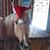 Angela Tibbens's profile image