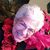 Angel Marie Monachelli's profile image