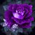 Stephanie Kulich's profile image